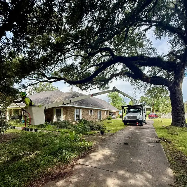Apex Tree Care bucket truck trimming a large live oak over a driveway beside a brick home