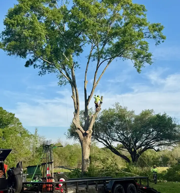 Apex Tree Care arborist climbing a tall tree while the crew works below