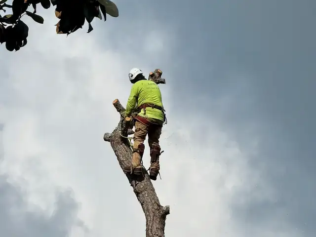 Apex Tree Care climber removing a tall pine tree section by section